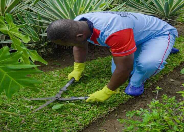 Jardinagem e áreas verdes
